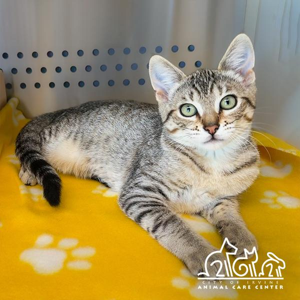LEIA, Adoptable, Young Female Domestic Short Hair.
