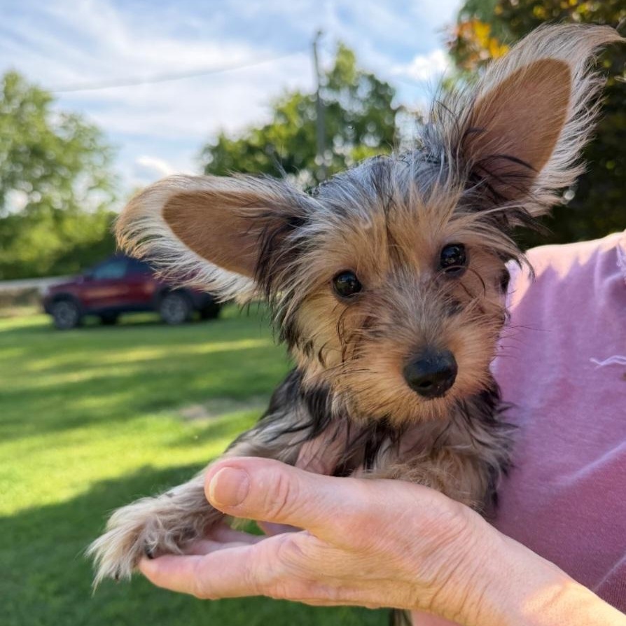 Flash and Dash, a Adoptable Yorkshire Terrier in Raeford, NC image 1/3