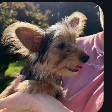 Flash and Dash, a Adoptable Yorkshire Terrier in Raeford, NC image 2/3