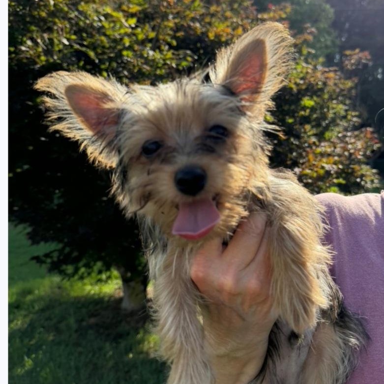 Flash and Dash, a Adoptable Yorkshire Terrier in Raeford, NC image 3/3
