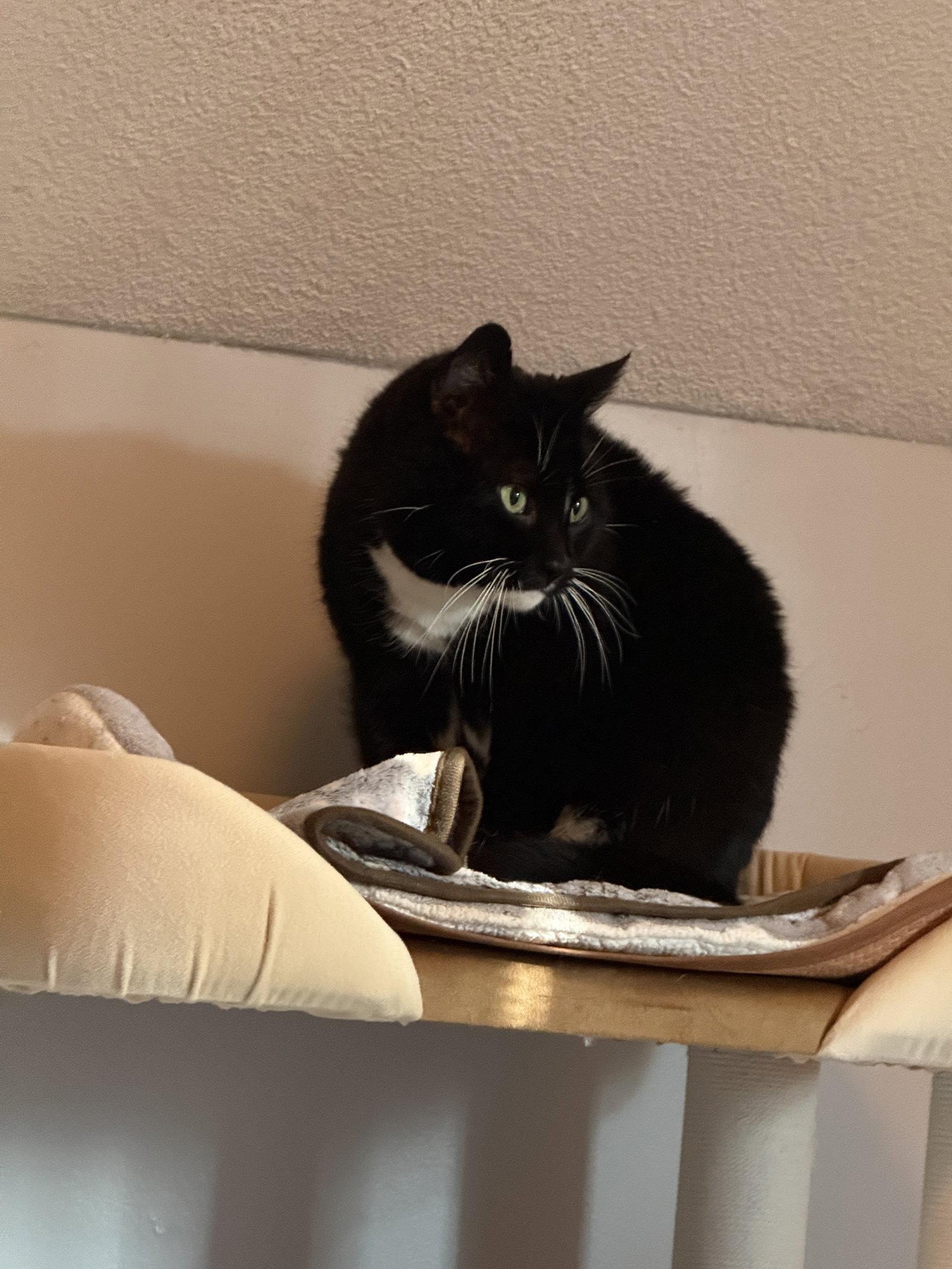 Enlarge Nova, a Adoptable Domestic Short Hair in East Derry, NH image 1/3