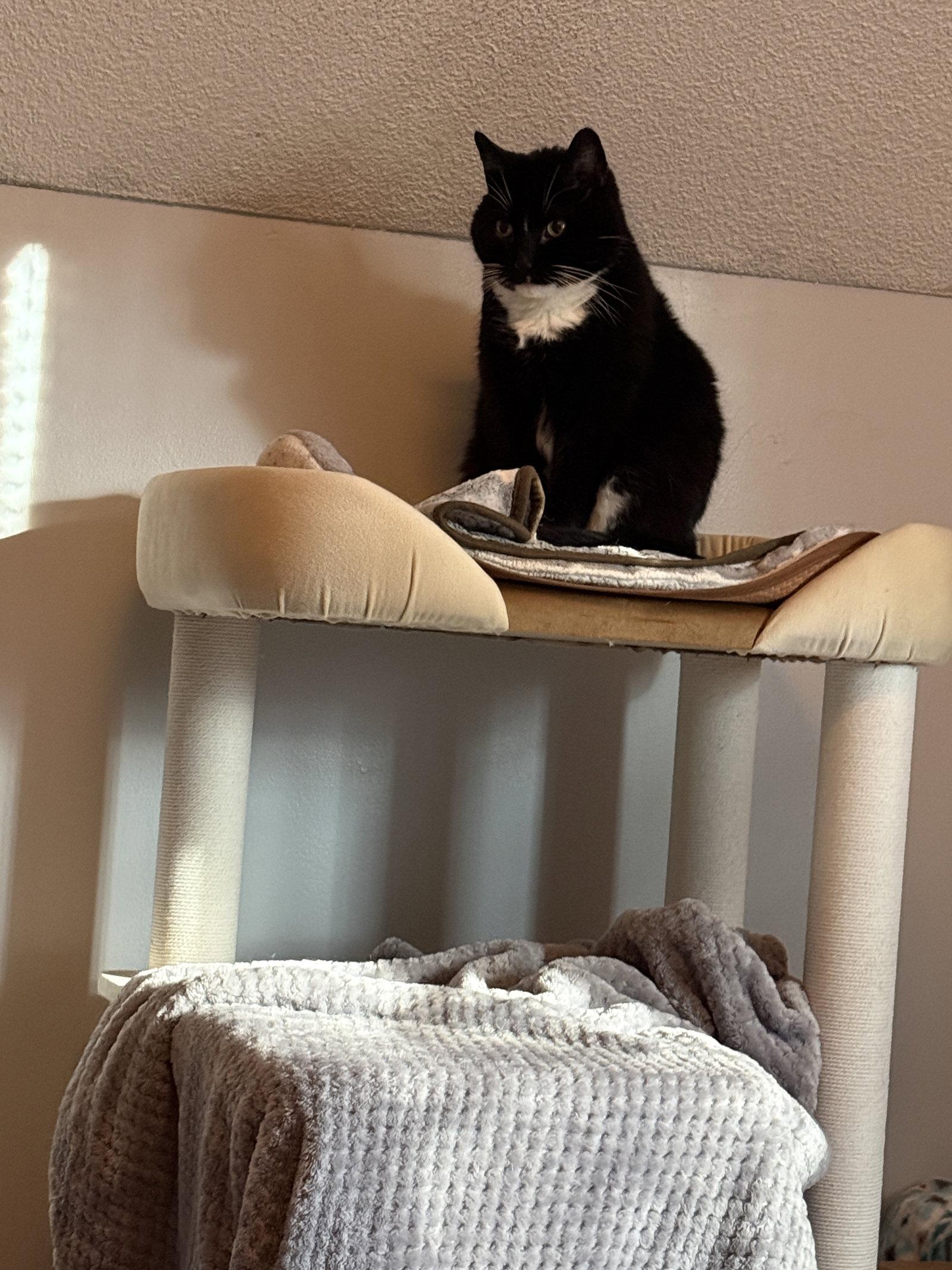 Enlarge Nova, a Adoptable Domestic Short Hair in East Derry, NH image 2/3