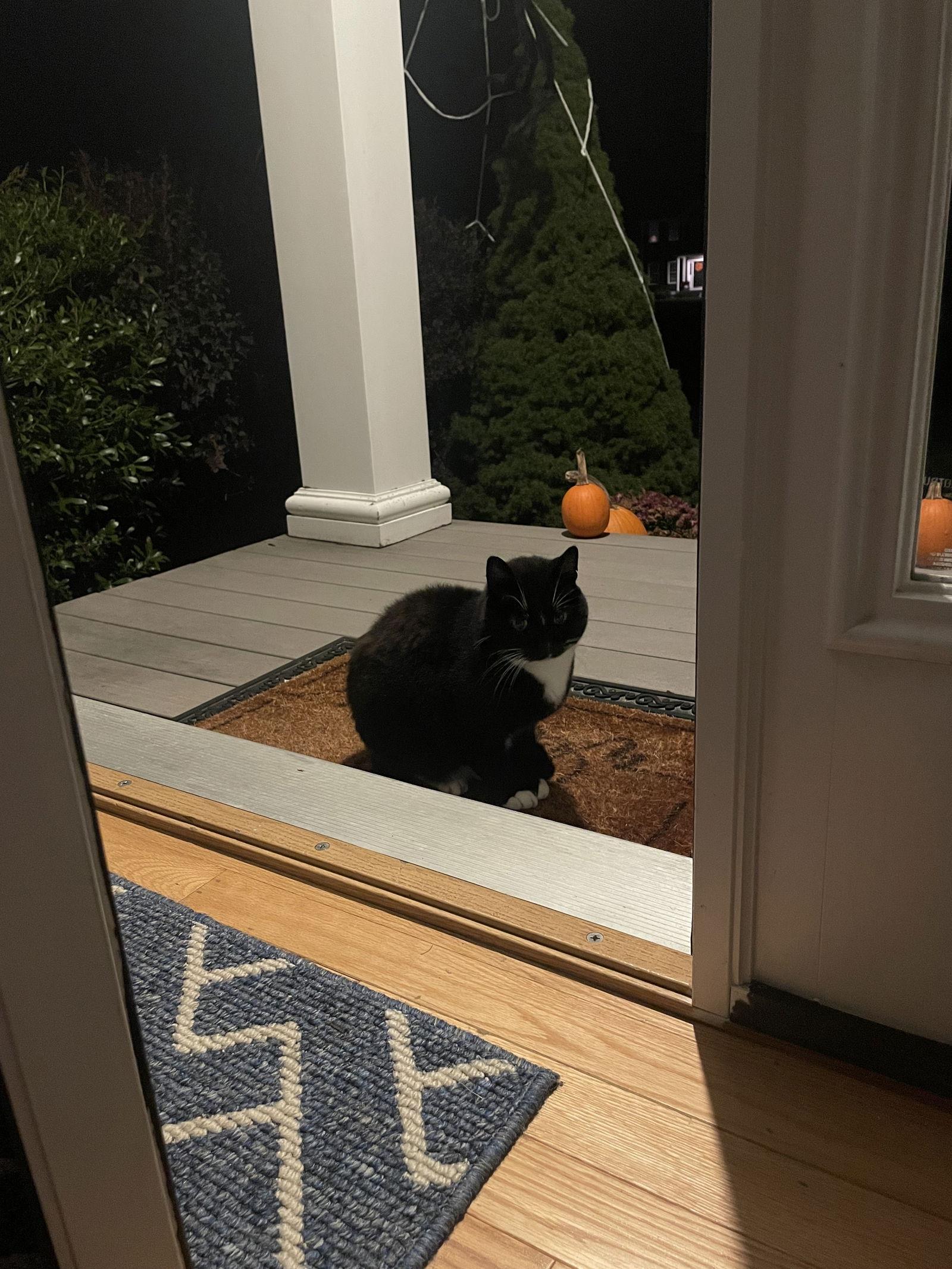 Enlarge Nova, a Adoptable Domestic Short Hair in East Derry, NH image 1/3