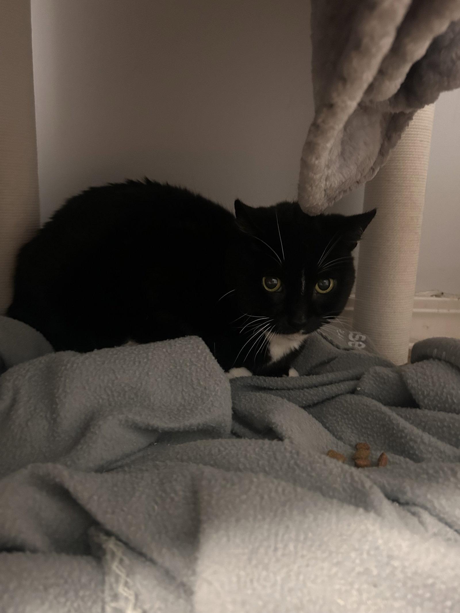 Nova, a Adoptable Domestic Short Hair in East Derry, NH image 1/3