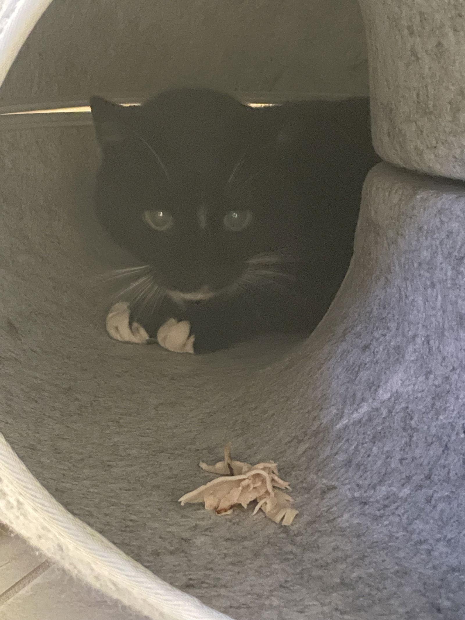 Enlarge Nova, a Adoptable Domestic Short Hair in East Derry, NH image 2/3