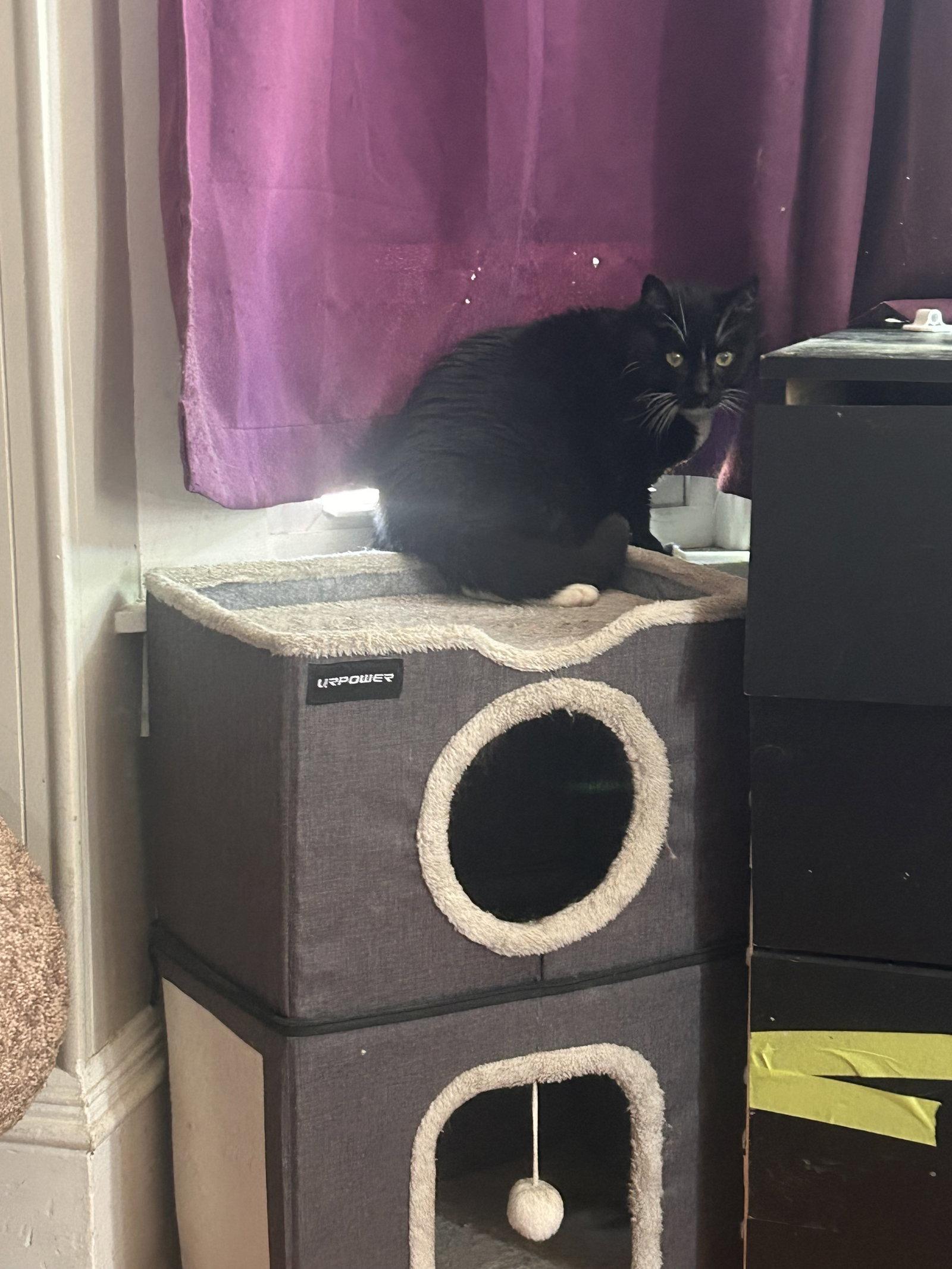 Enlarge Nova, a Adoptable Domestic Short Hair in East Derry, NH image 2/3