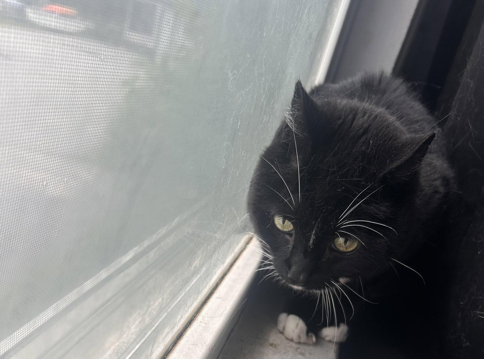 Nova, a Adoptable Domestic Short Hair in East Derry, NH image 2/3