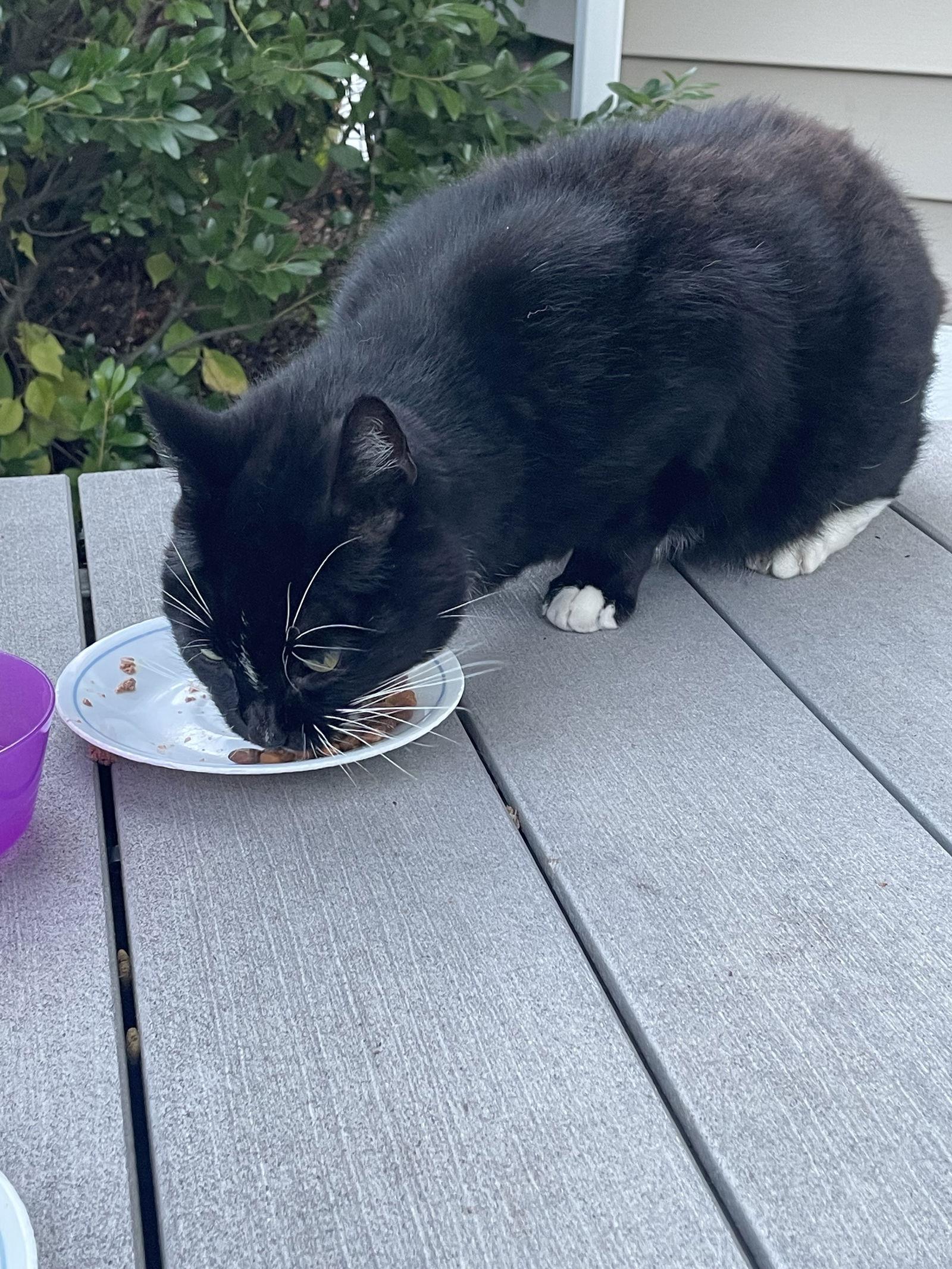 Enlarge Nova, a Adoptable Domestic Short Hair in East Derry, NH image 3/3