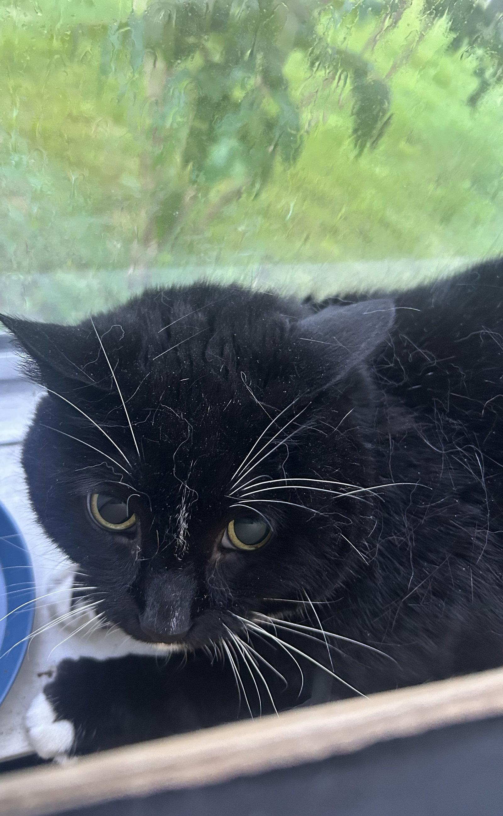 Nova, a Adoptable Domestic Short Hair in East Derry, NH image 3/3