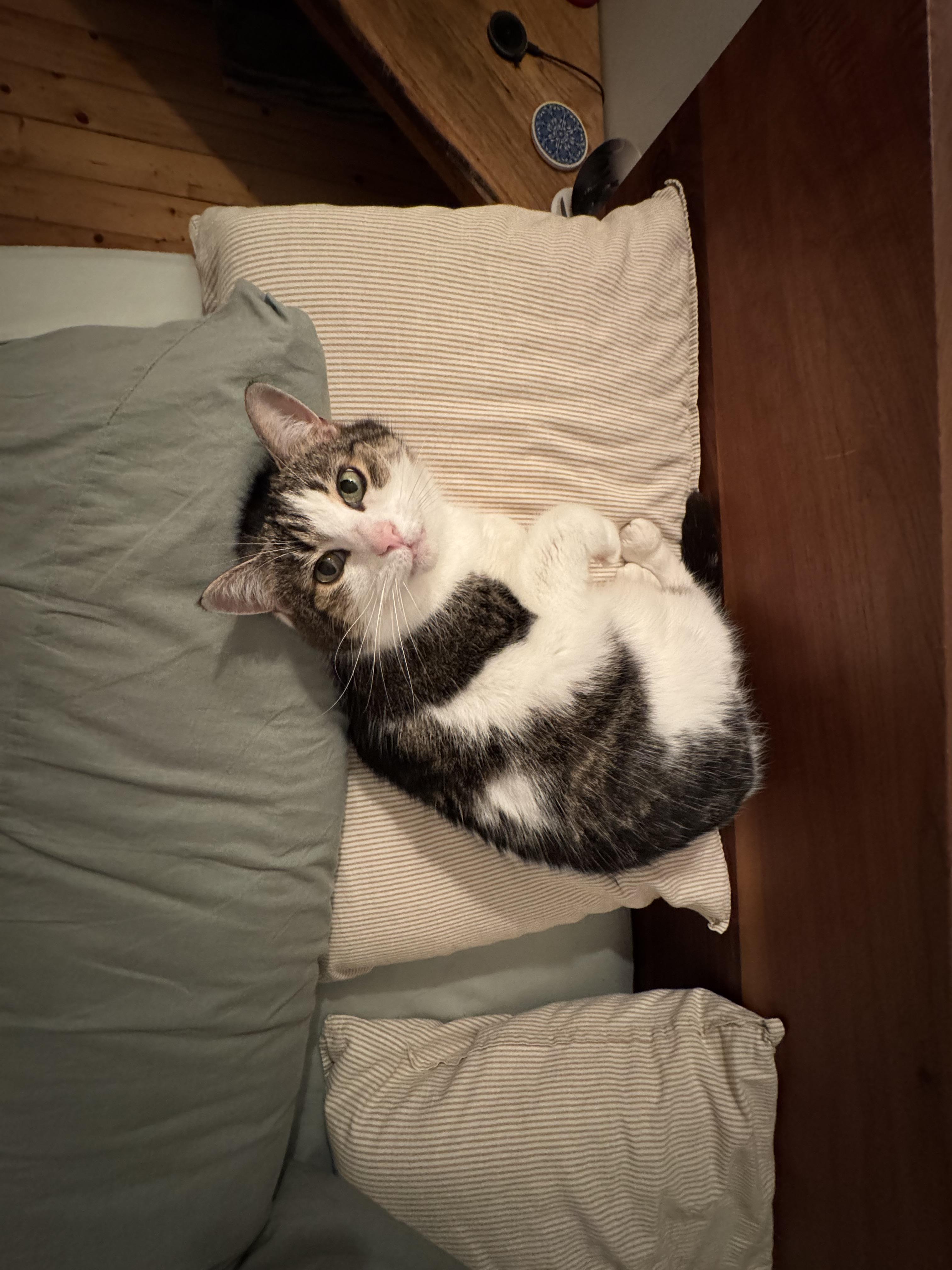 Marmelade, a Adoptable Domestic Short Hair in Montreal, QC image 3/5