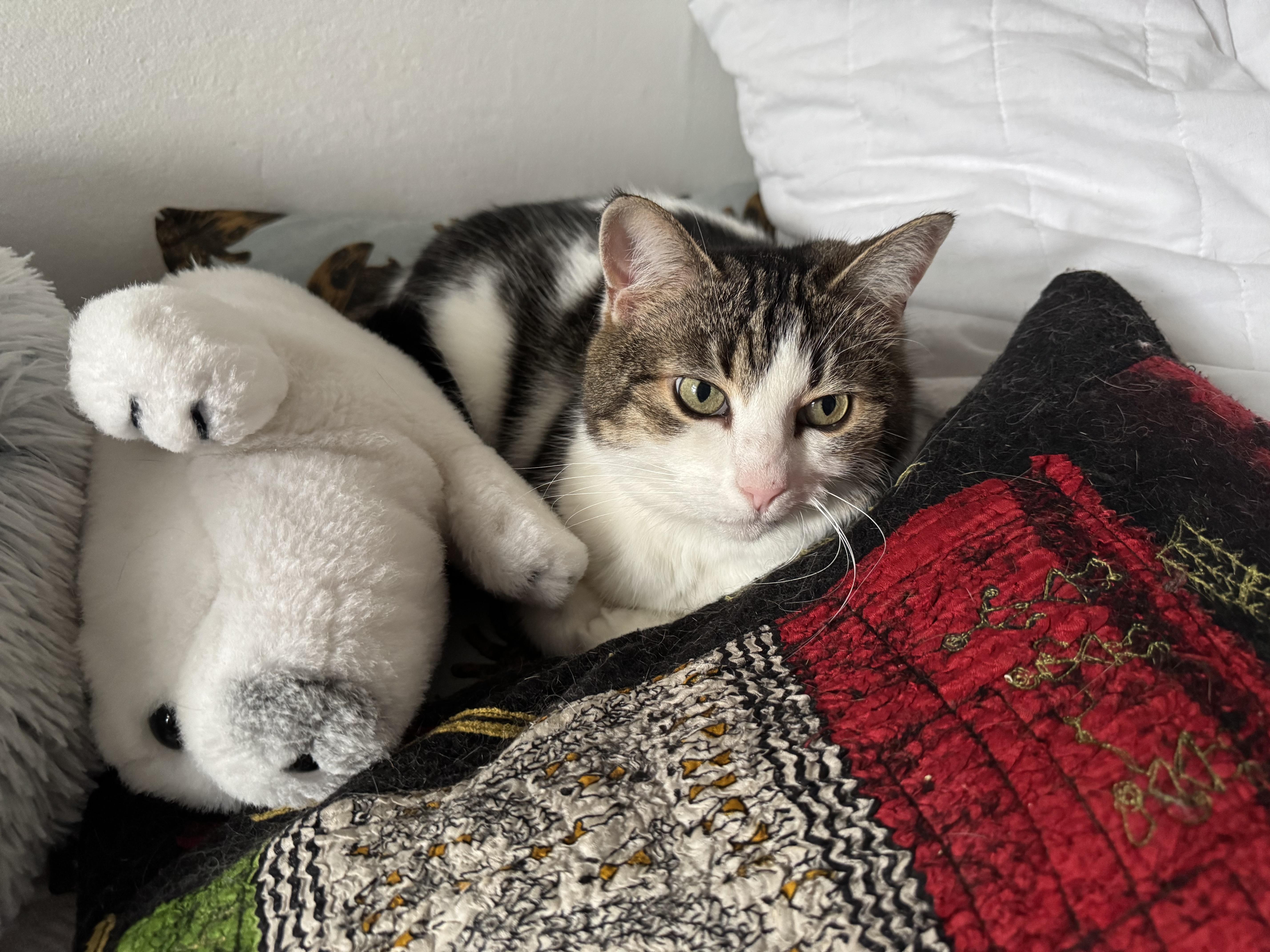 Marmelade, a Adoptable Domestic Short Hair in Montreal, QC image 4/5