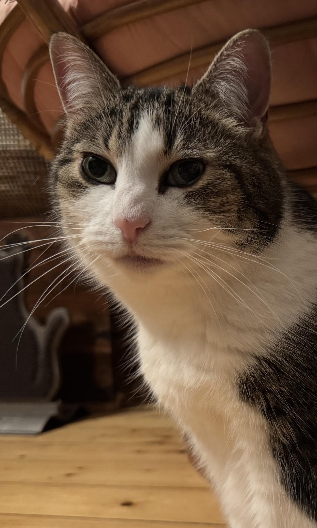 Marmelade, a Adoptable Domestic Short Hair in Montreal, QC image 1/5