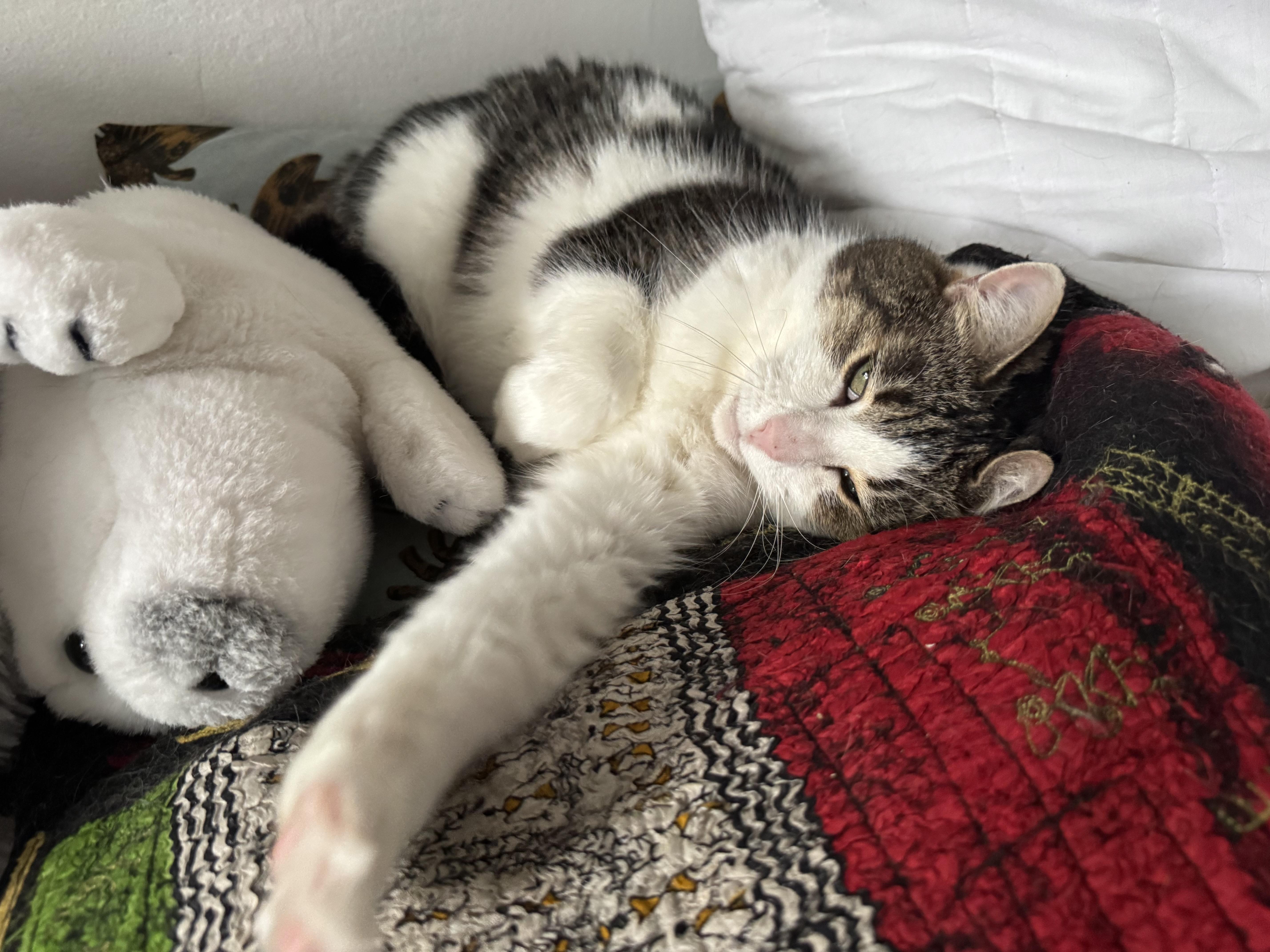 Marmelade, a Adoptable Domestic Short Hair in Montreal, QC image 5/5