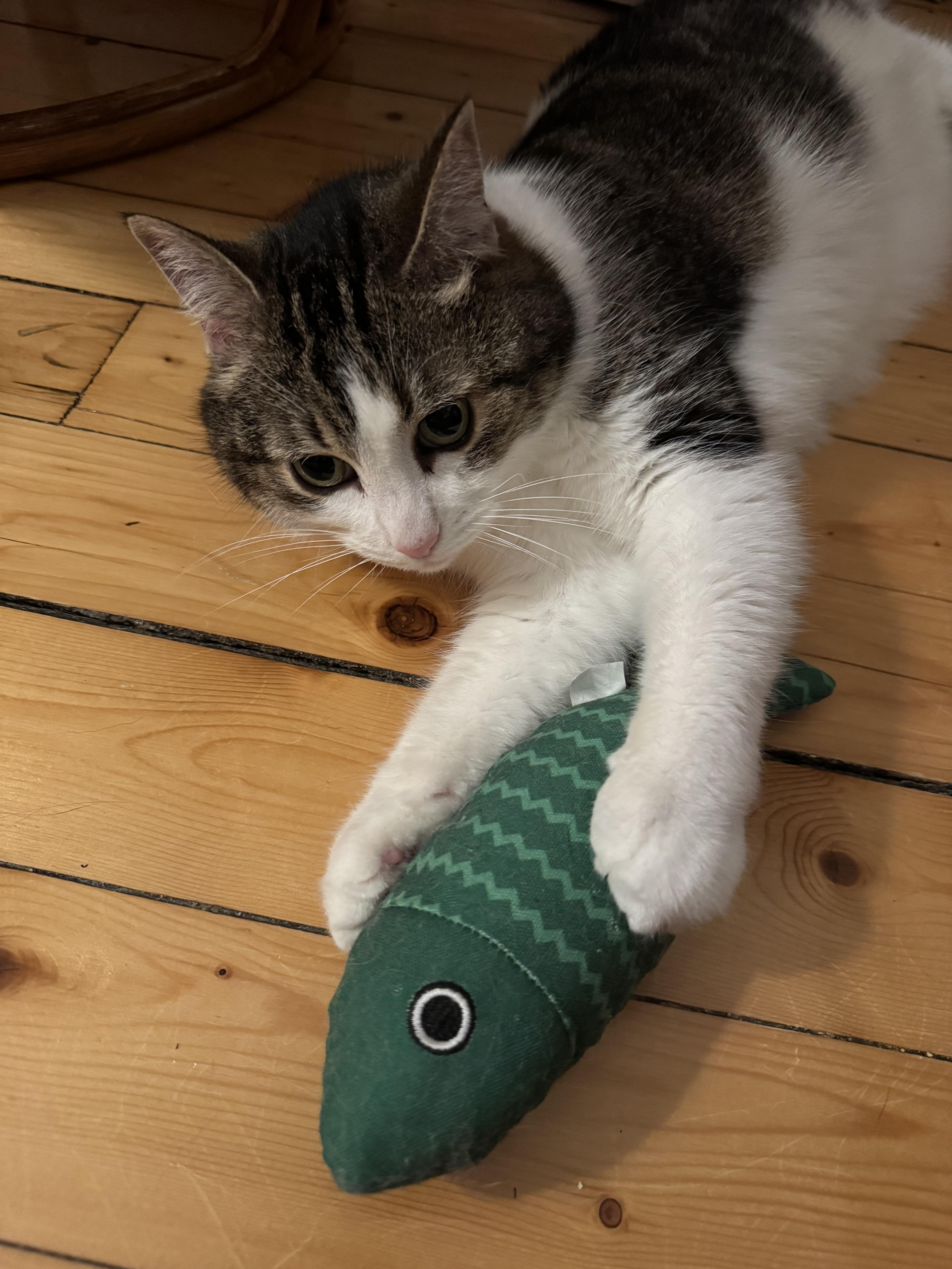 Marmelade, a Adoptable Domestic Short Hair in Montreal, QC image 2/5