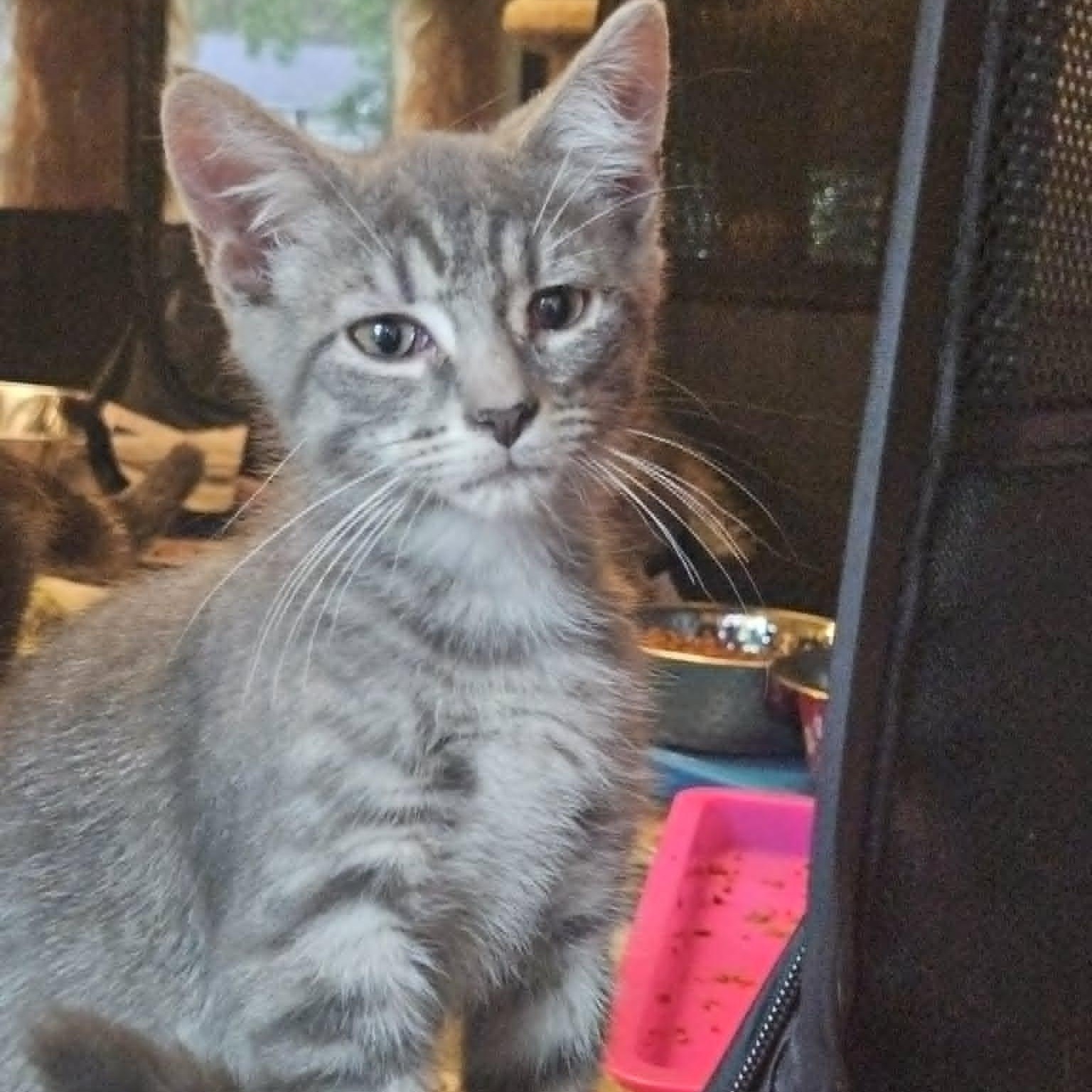 Enlarge Beau, a Adoptable Domestic Short Hair in Rochester, NY image 5/5