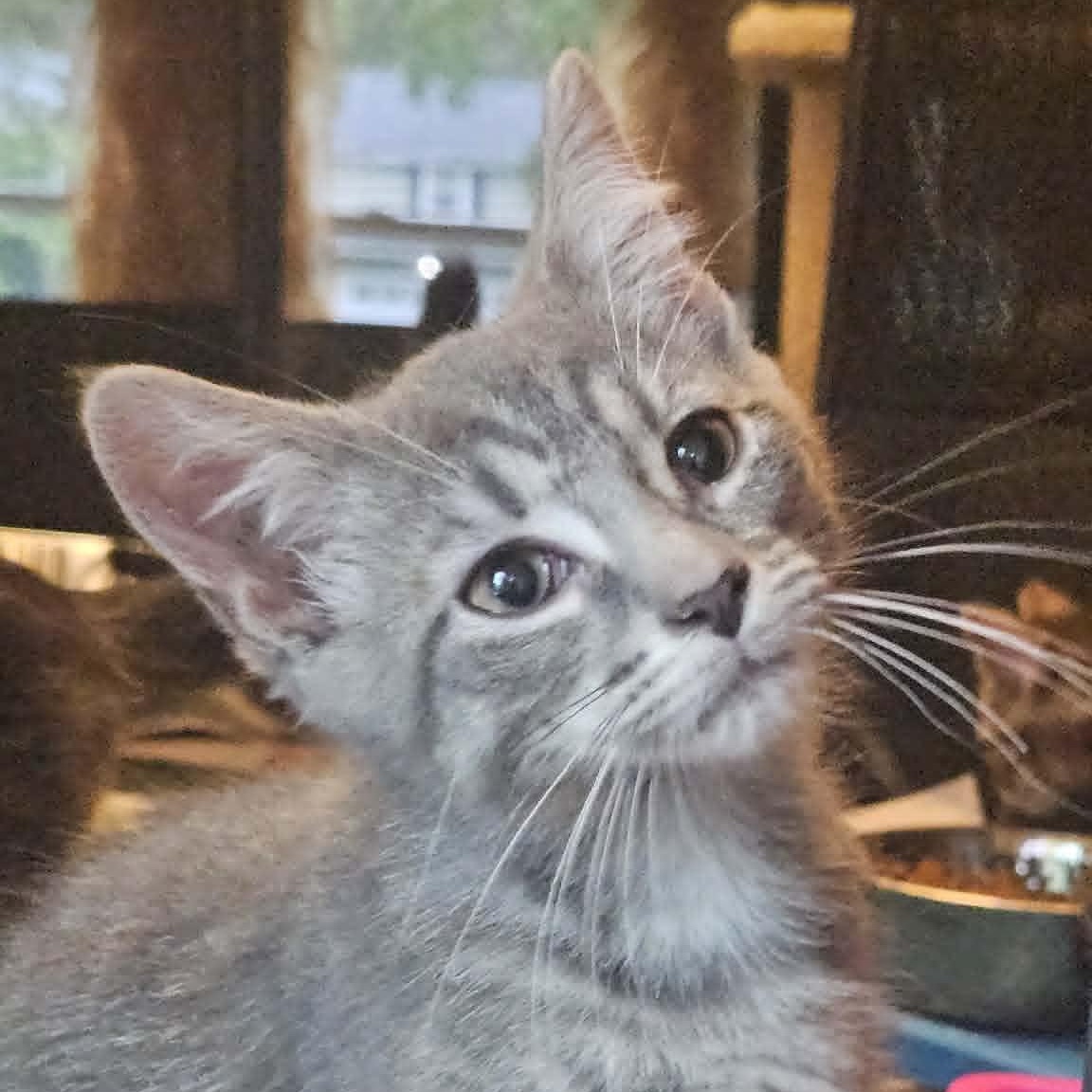 Enlarge Beau, a Adoptable Domestic Short Hair in Rochester, NY image 3/5