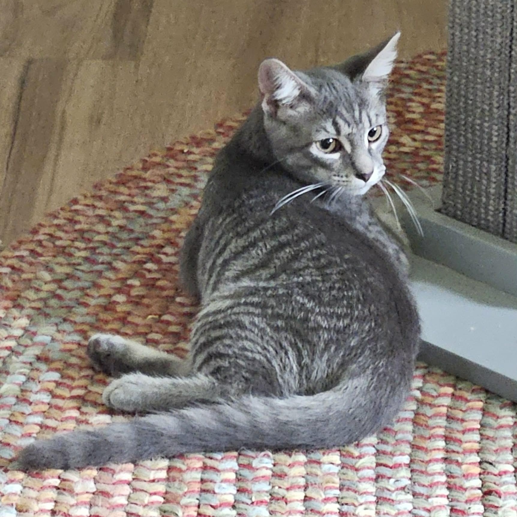 Beau, Adoptable, Kitten Male Domestic Short Hair.