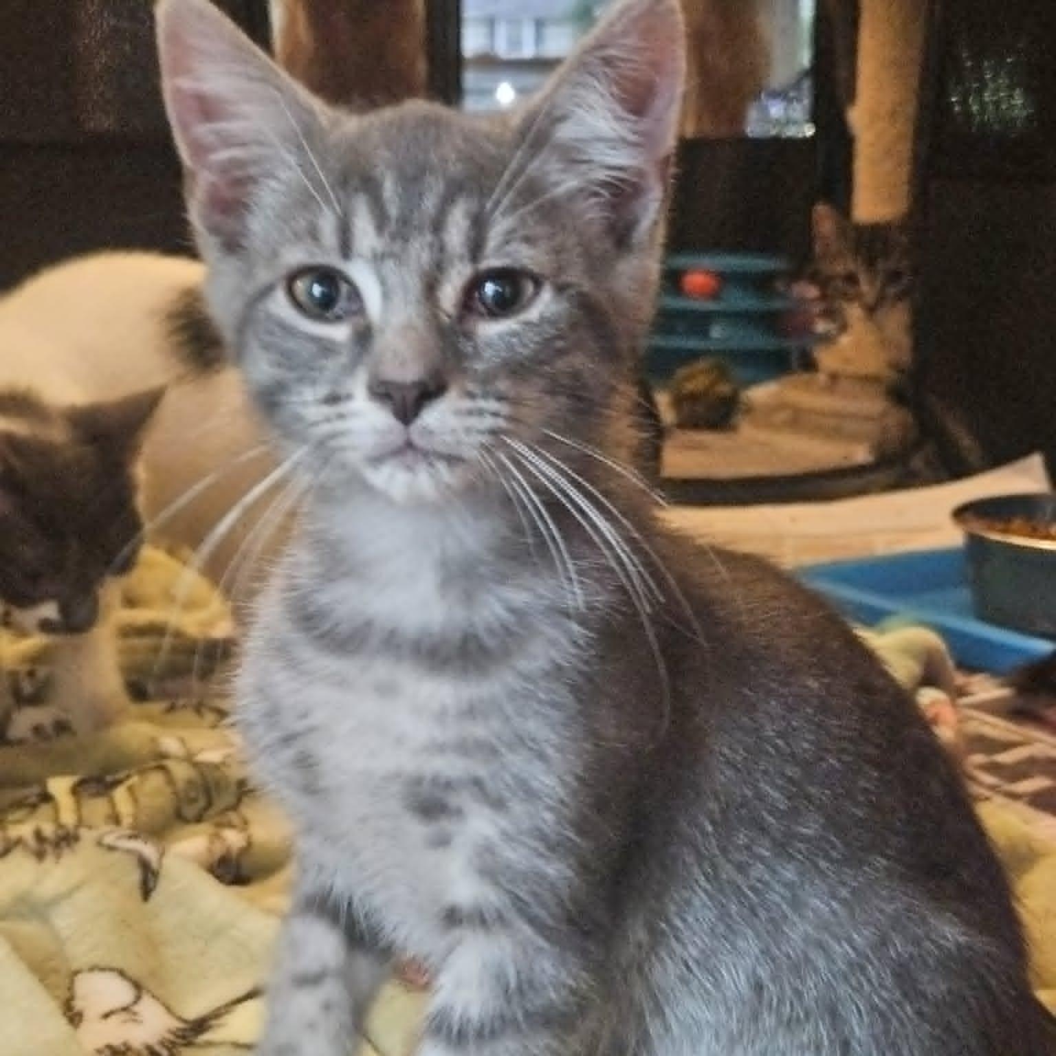 Enlarge Beau, a Adoptable Domestic Short Hair in Rochester, NY image 4/5