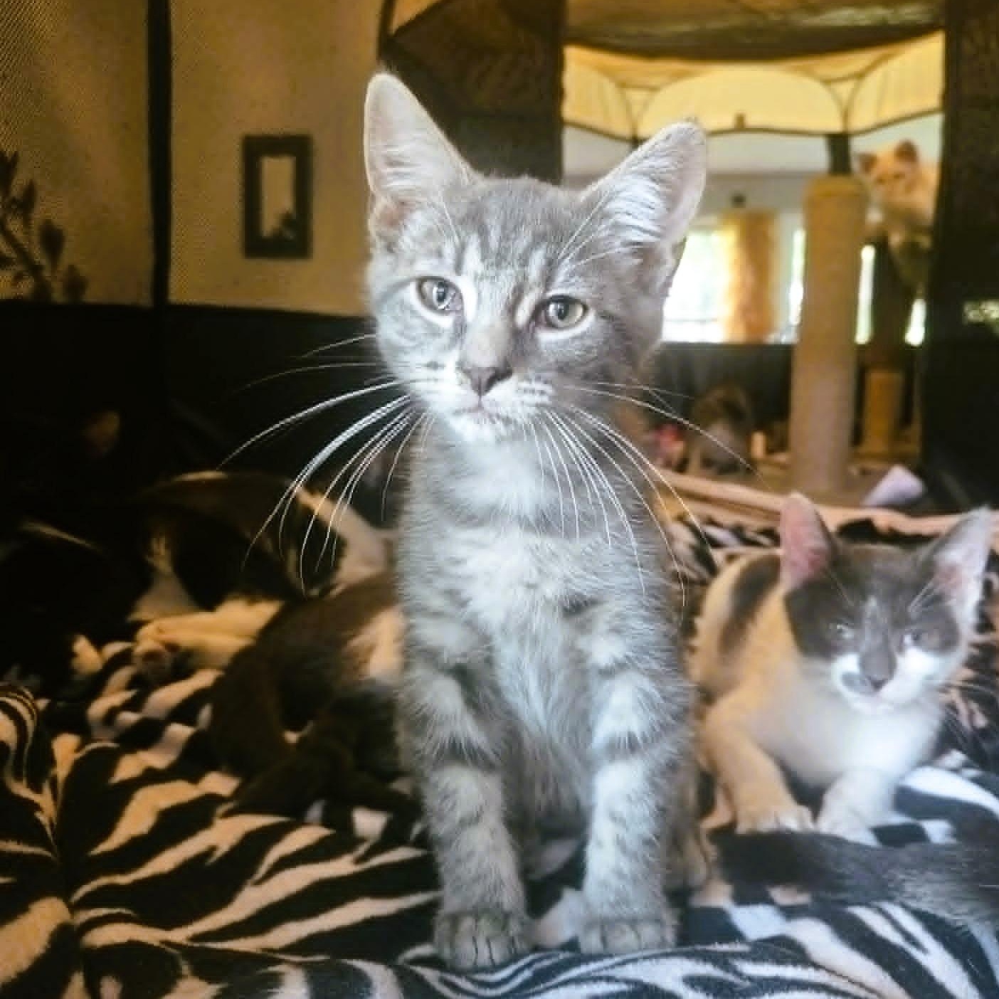 Enlarge Beau, a Adoptable Domestic Short Hair in Rochester, NY image 2/5