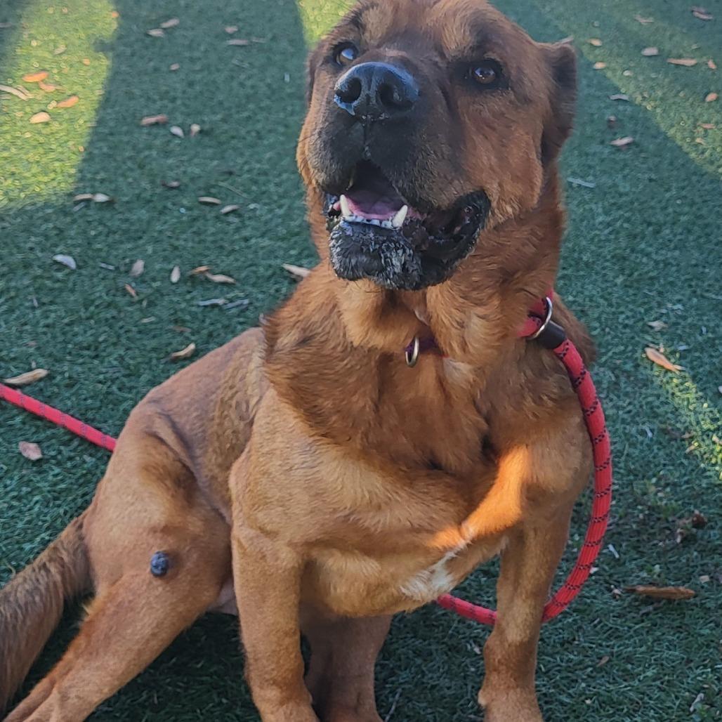 Star, Adoptable, Senior Female Mixed Breed.