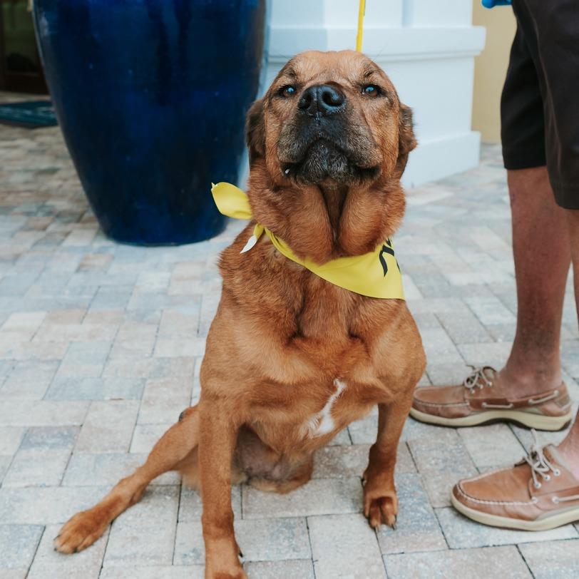 Enlarge Star, a Adoptable Mixed Breed in Naples, FL image 2/3