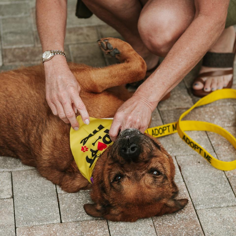 Enlarge Star, a Adoptable Mixed Breed in Naples, FL image 3/3