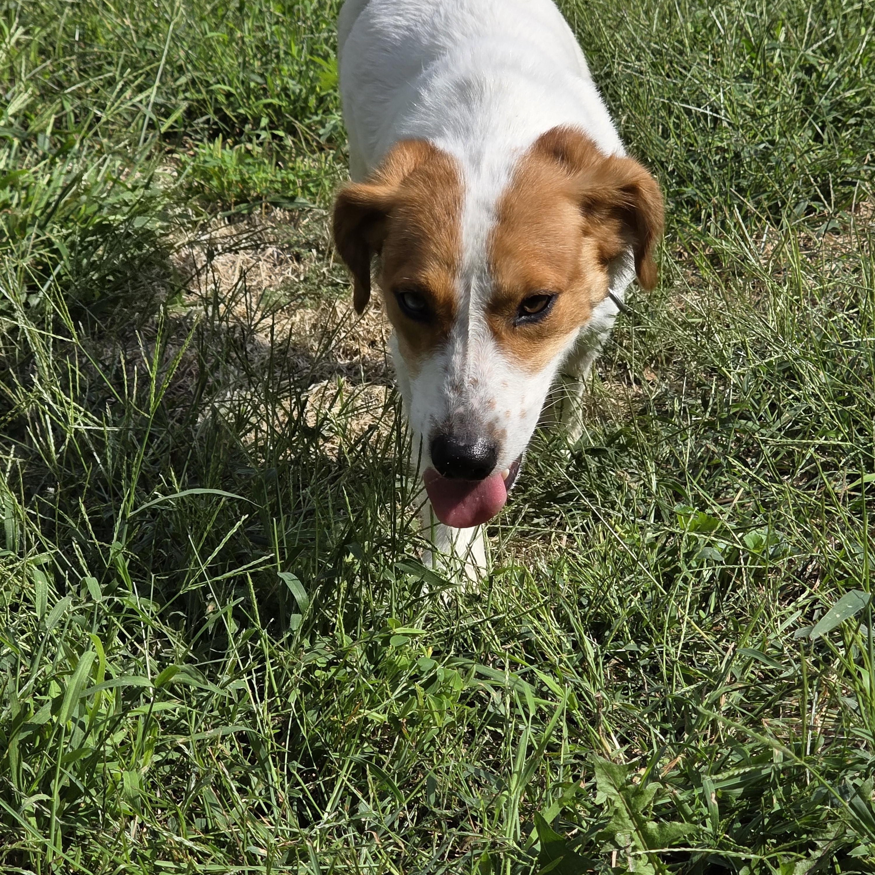 Enlarge SHERLOCK, a Adoptable mixed breed in Evansville, WI image 3/3