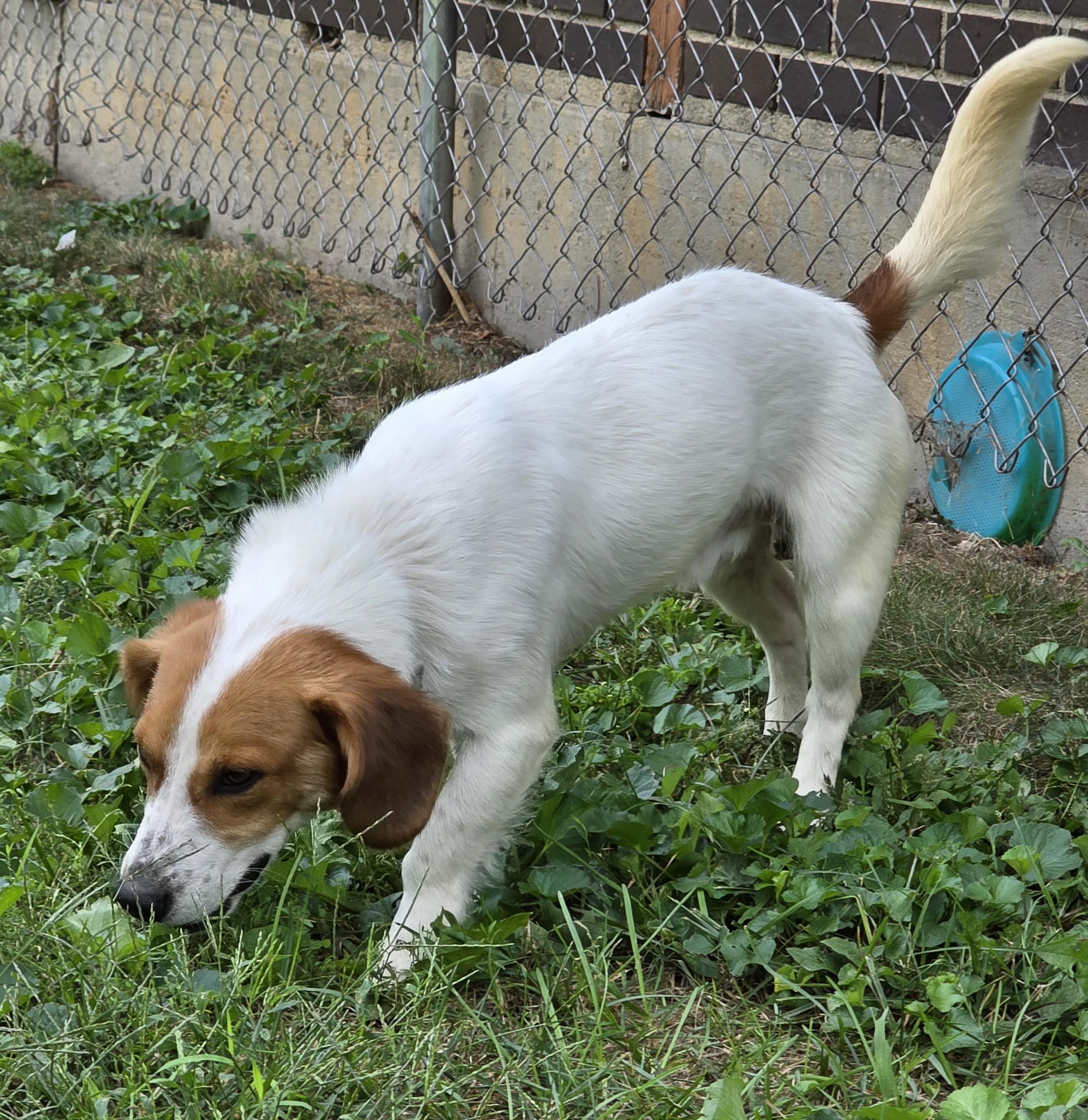 Enlarge SHERLOCK, a Adoptable mixed breed in Evansville, WI image 2/3