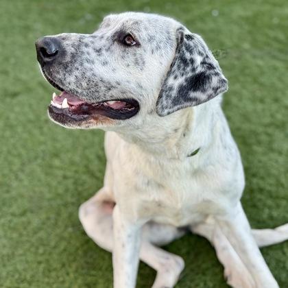 Enlarge Jennie, a hold mixed breed in Red Bluff, CA image 3/3