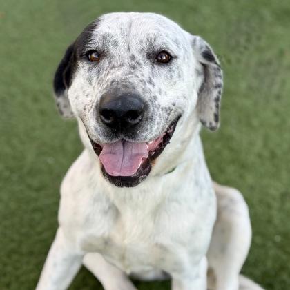 Enlarge Jennie, a hold mixed breed in Red Bluff, CA image 1/3