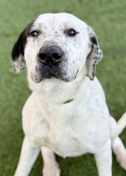 Enlarge Jennie, a hold mixed breed in Red Bluff, CA image 2/3