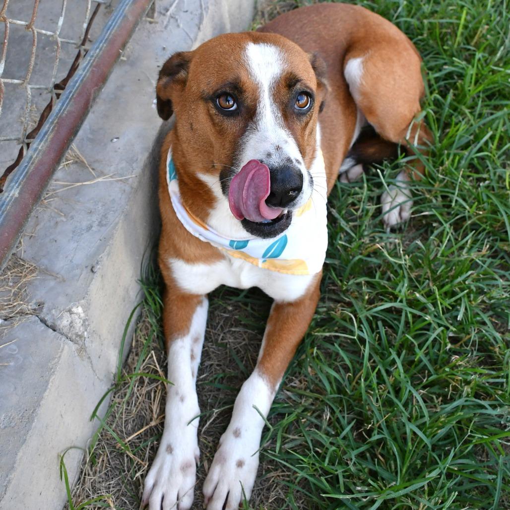 Enlarge Sienna, a Adoptable Mixed Breed in Beaumont, TX image 1/6