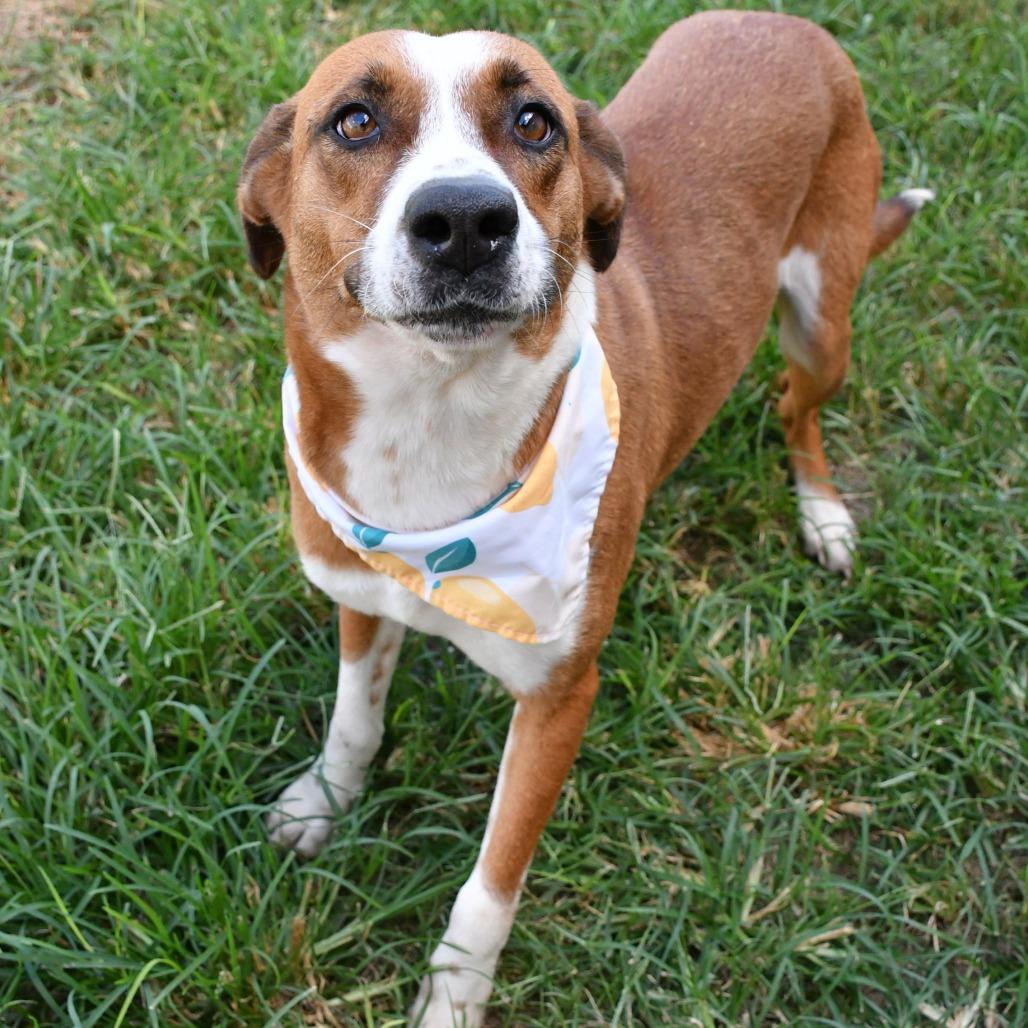 Enlarge Sienna, a Adoptable Mixed Breed in Beaumont, TX image 2/6