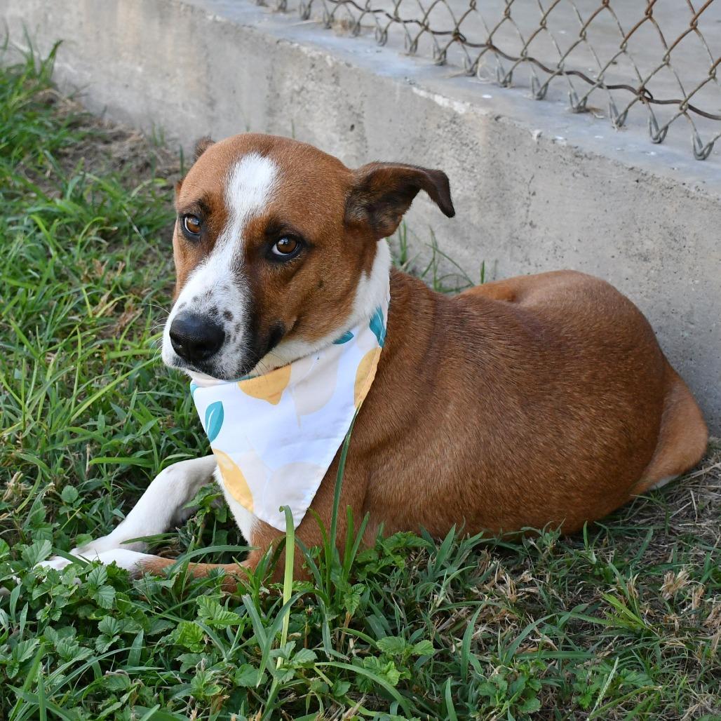 Enlarge Sienna, a Adoptable Mixed Breed in Beaumont, TX image 3/6