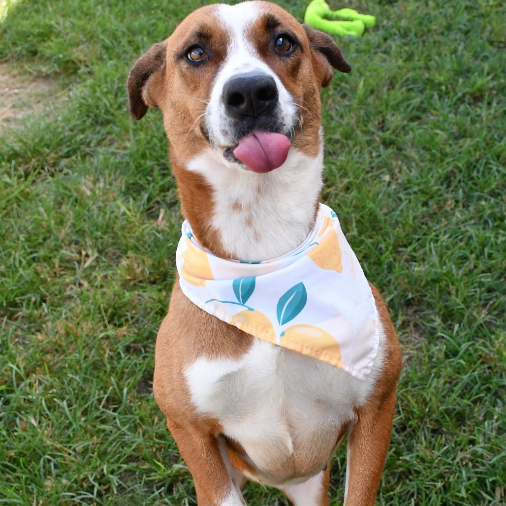 Enlarge Sienna, a Adoptable Mixed Breed in Beaumont, TX image 4/6
