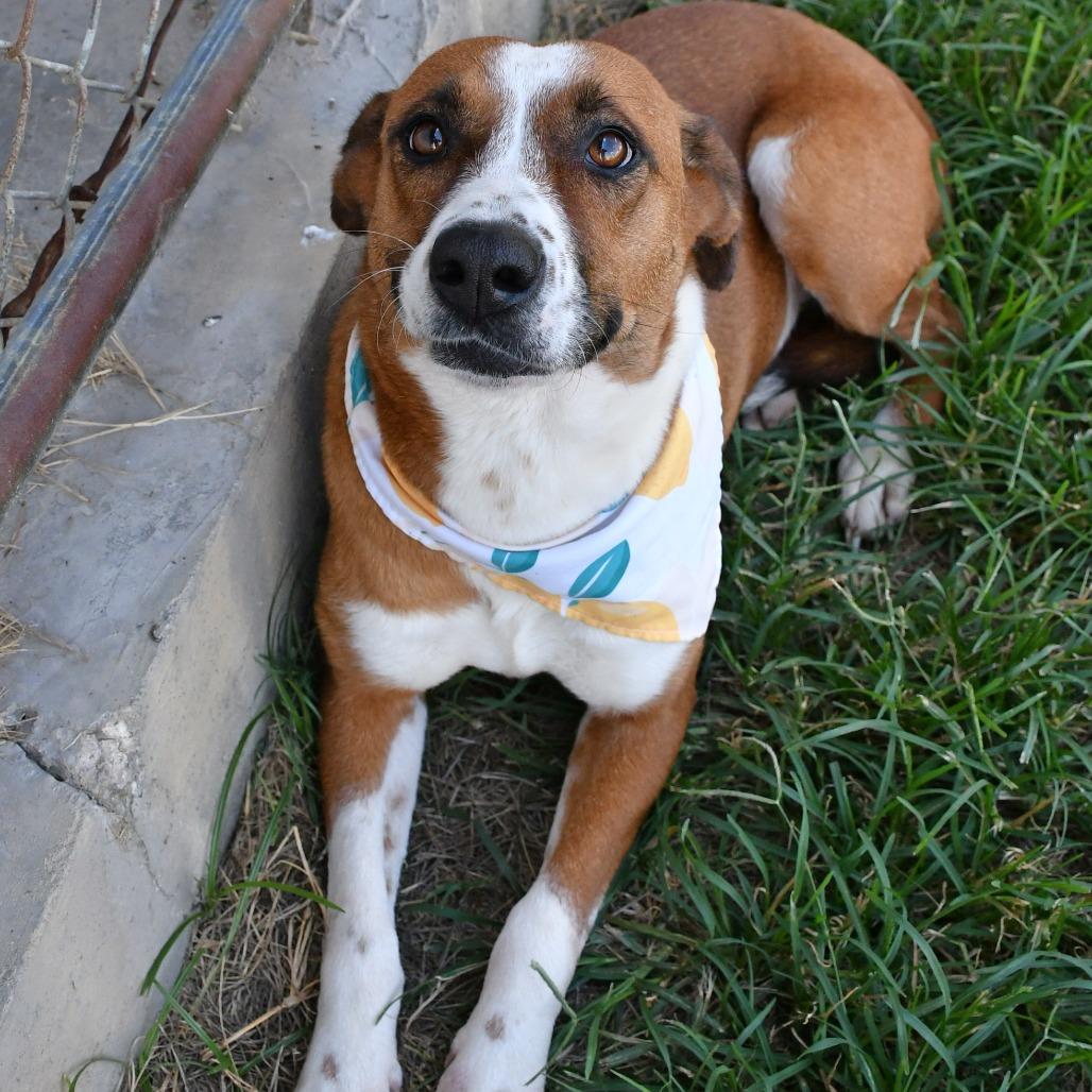 Enlarge Sienna, a Adoptable Mixed Breed in Beaumont, TX image 5/6