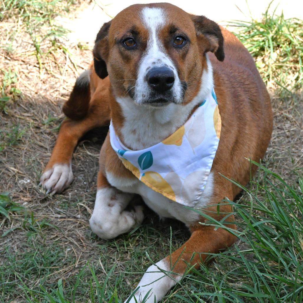 Enlarge Sienna, a Adoptable Mixed Breed in Beaumont, TX image 6/6