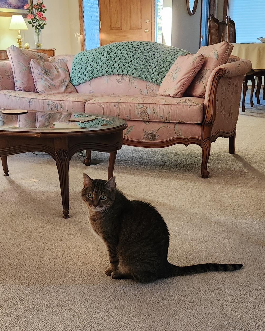 Enlarge Mojo, a ADOPTABLE Egyptian Mau in Lincoln, NE image 4/4