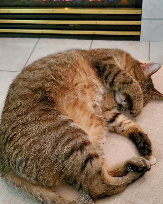 Enlarge Mojo, a ADOPTABLE Egyptian Mau in Lincoln, NE image 2/4