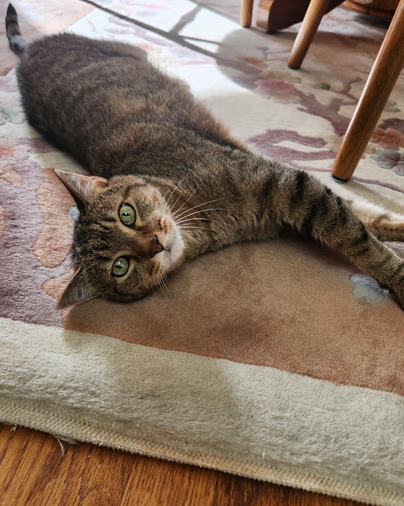 Enlarge Mojo, a ADOPTABLE Egyptian Mau in Lincoln, NE image 3/4