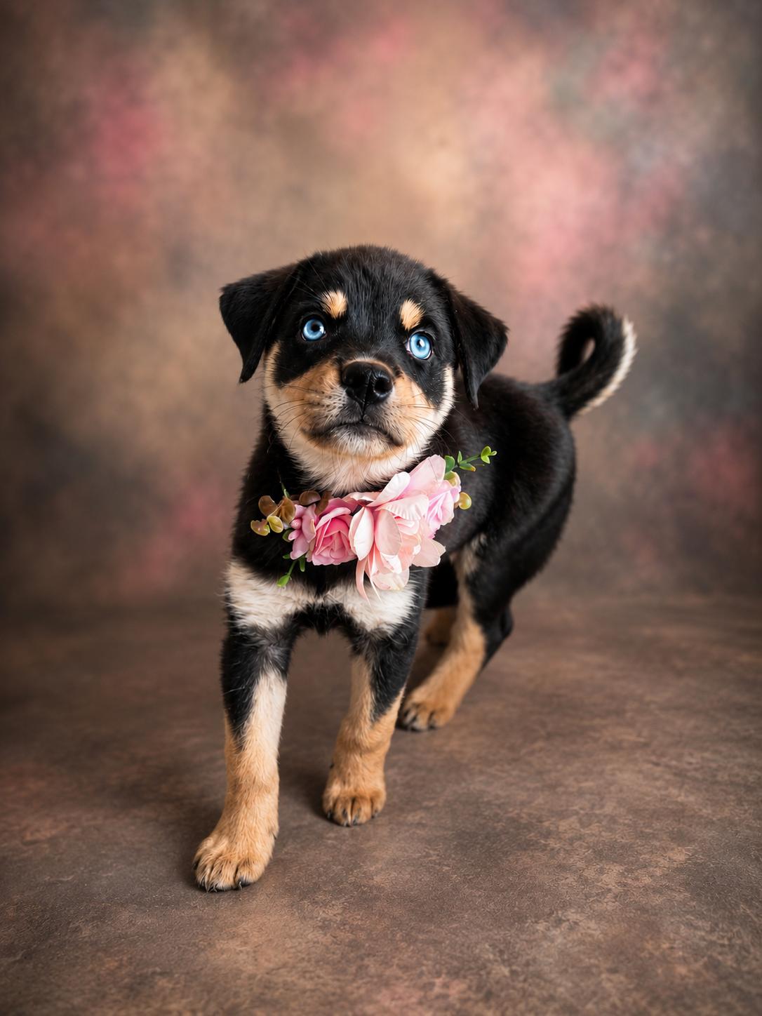 Enlarge Stormy Skye, a ADOPTABLE mixed breed in Menifee, CA image 5/6