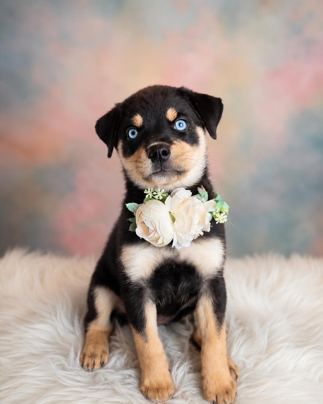 Enlarge Stormy Skye, a ADOPTABLE mixed breed in Menifee, CA image 2/6