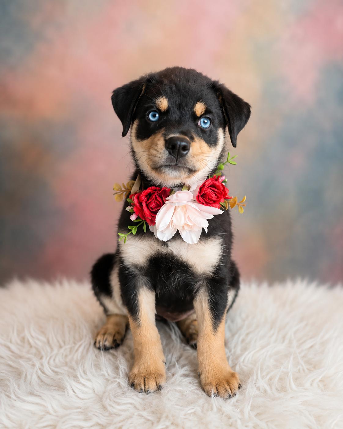 Enlarge Stormy Skye, a ADOPTABLE mixed breed in Menifee, CA image 4/6