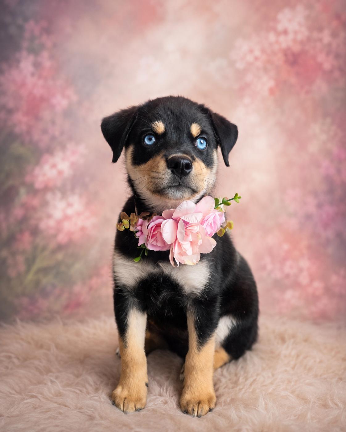Stormy Skye, ADOPTABLE, Puppy Female Rottweiler & Husky.