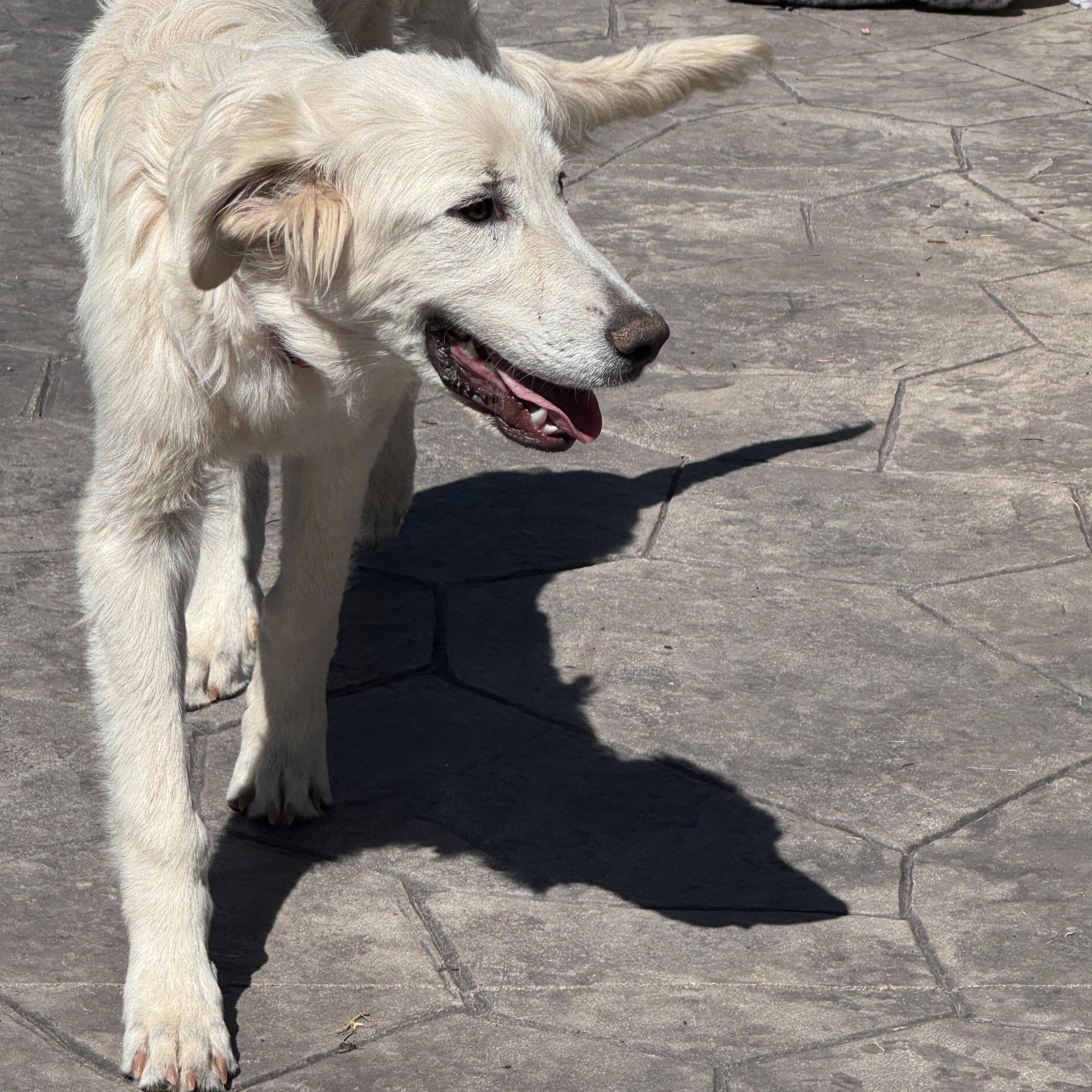 Hailey, an adopted mixed breed in Denver, CO image 4/6