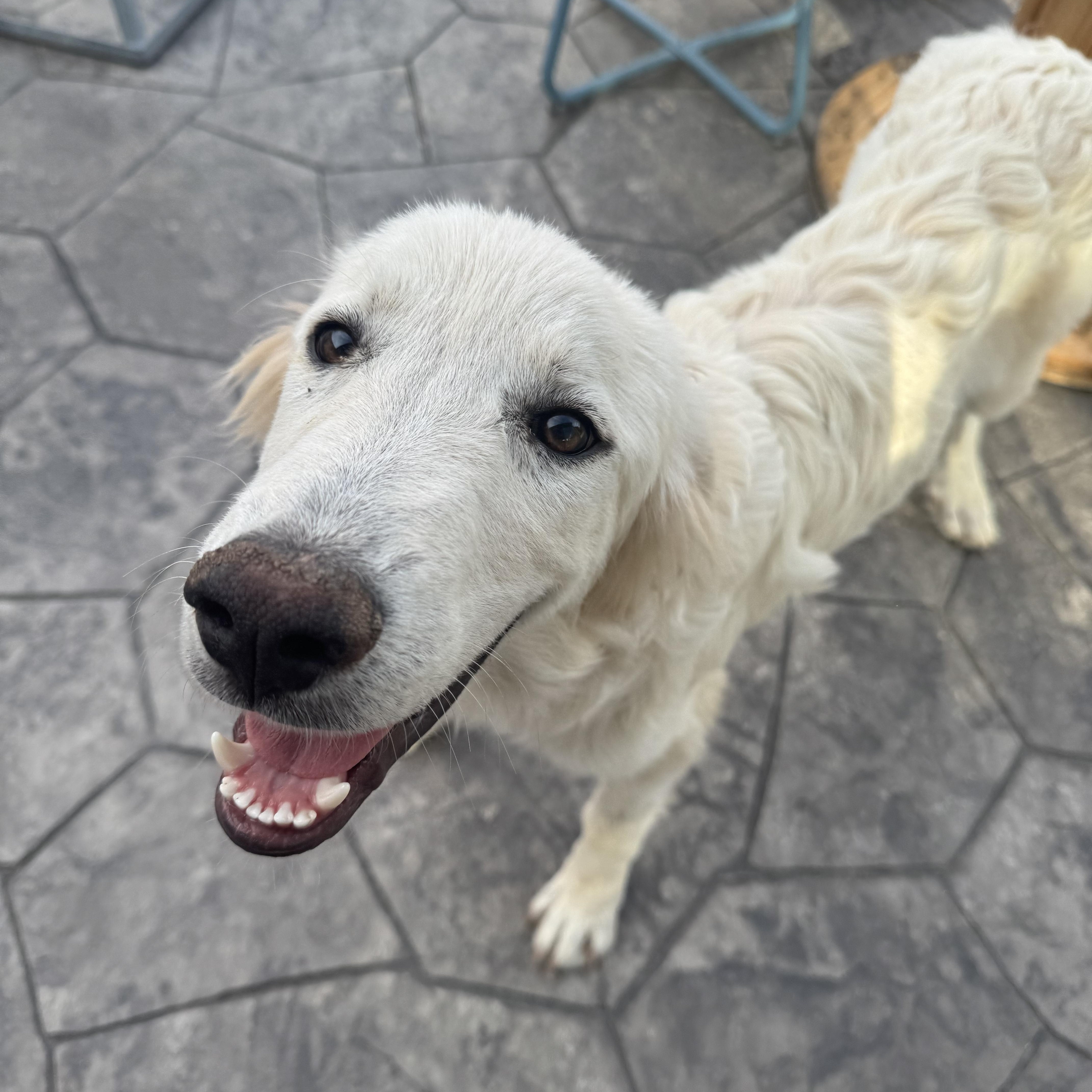 Hailey, an adopted mixed breed in Denver, CO image 5/6