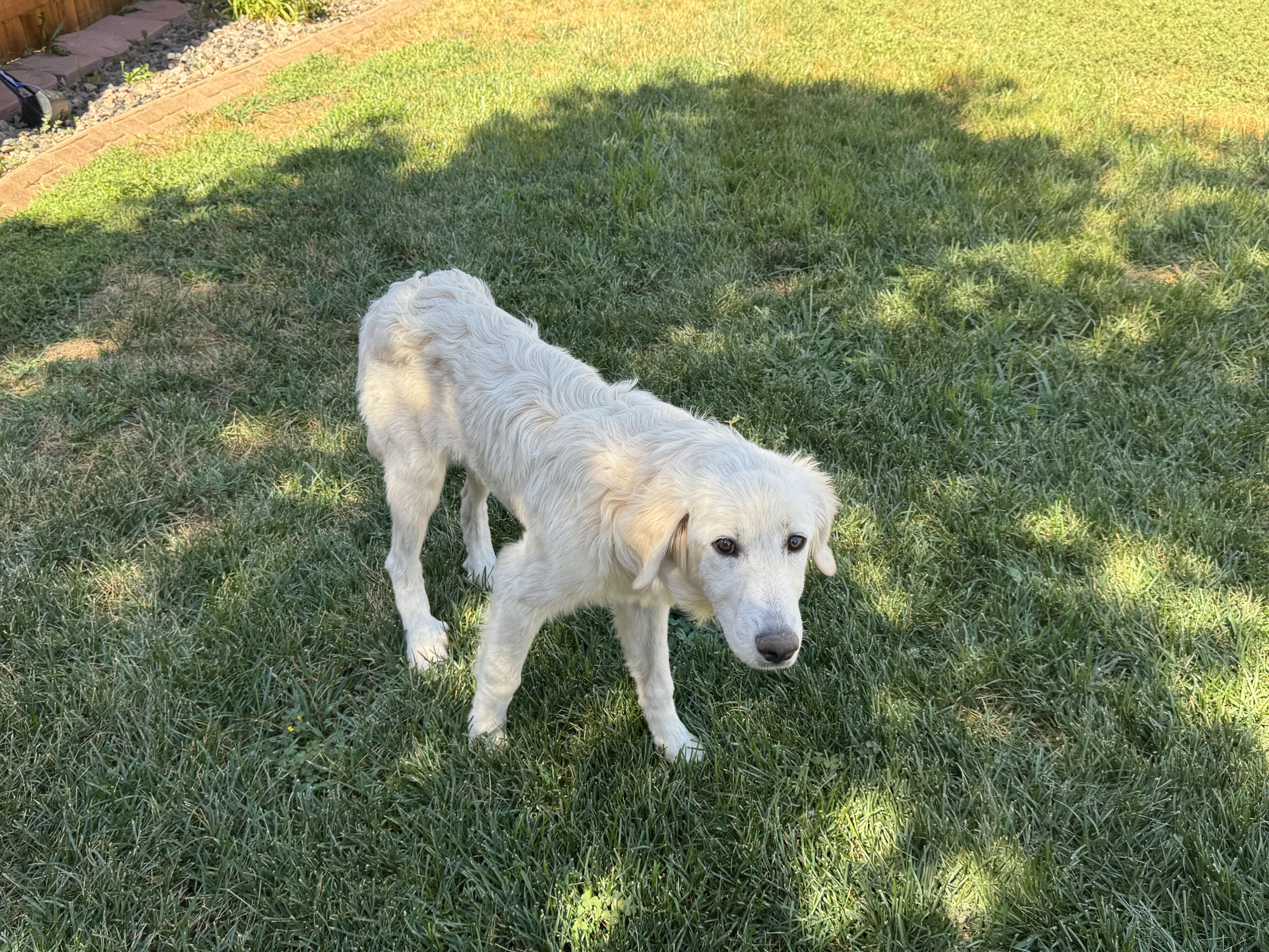 Hailey, an adopted mixed breed in Denver, CO image 3/6