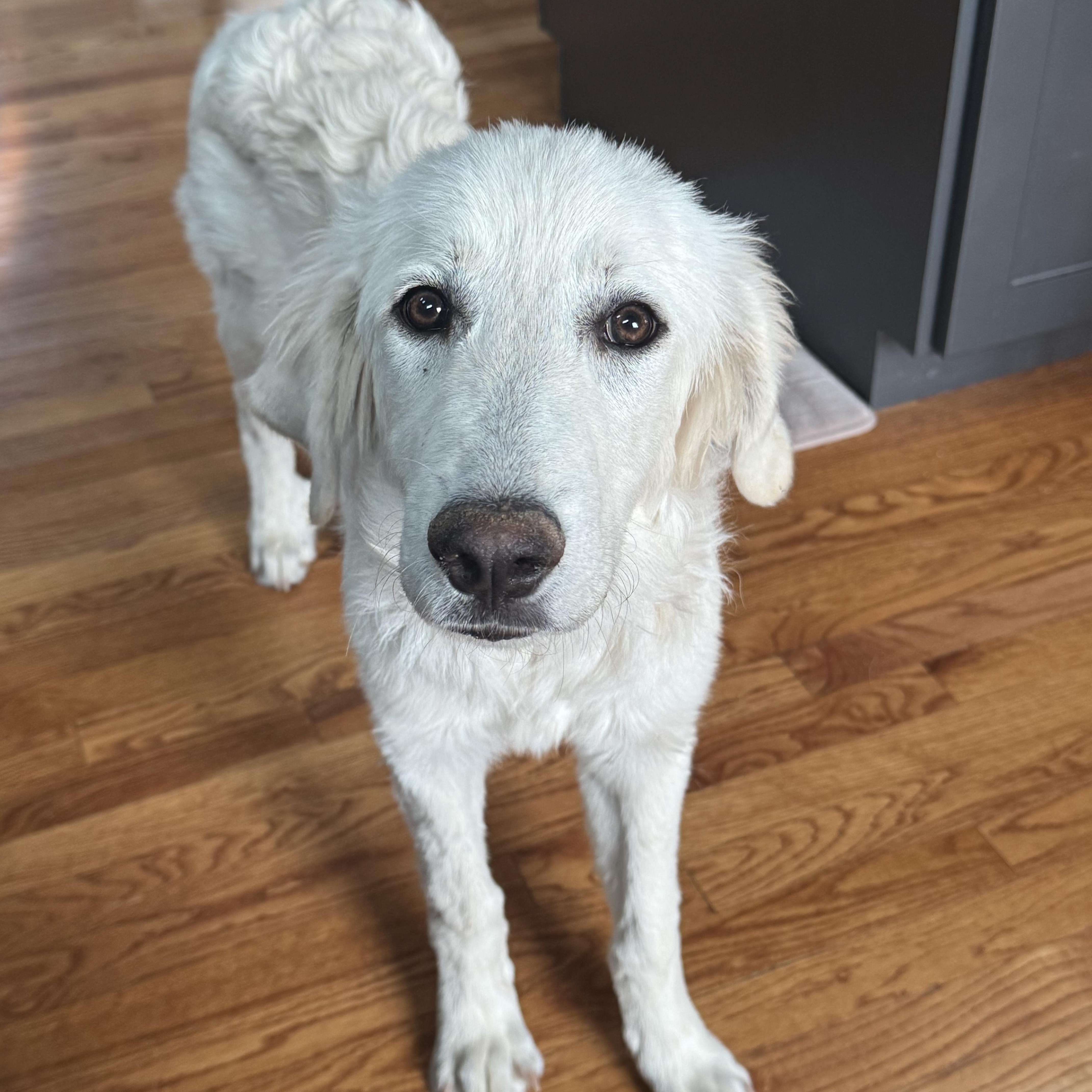 Hailey, an adopted mixed breed in Denver, CO image 6/6