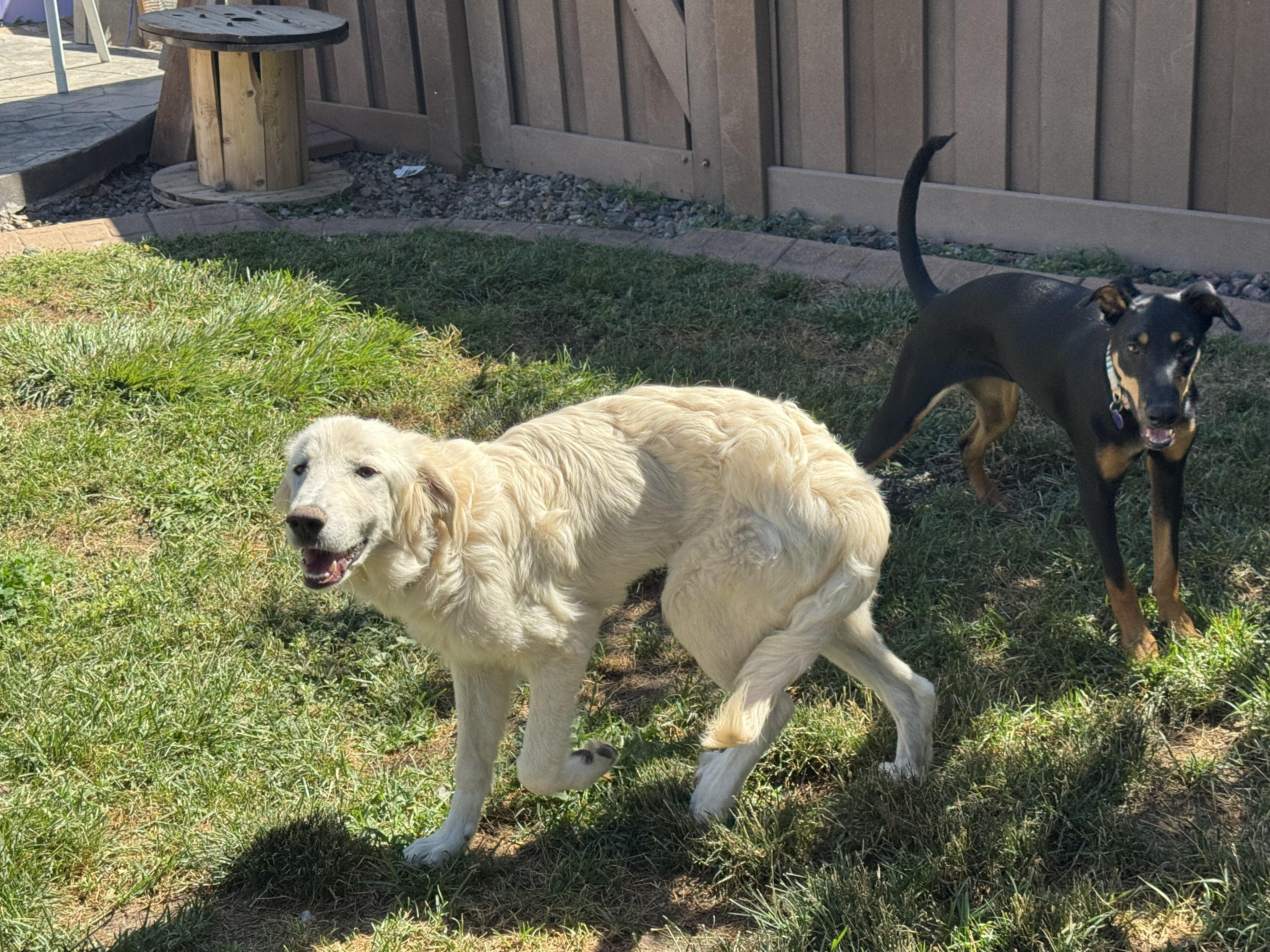 Hailey, an adopted mixed breed in Denver, CO image 2/6