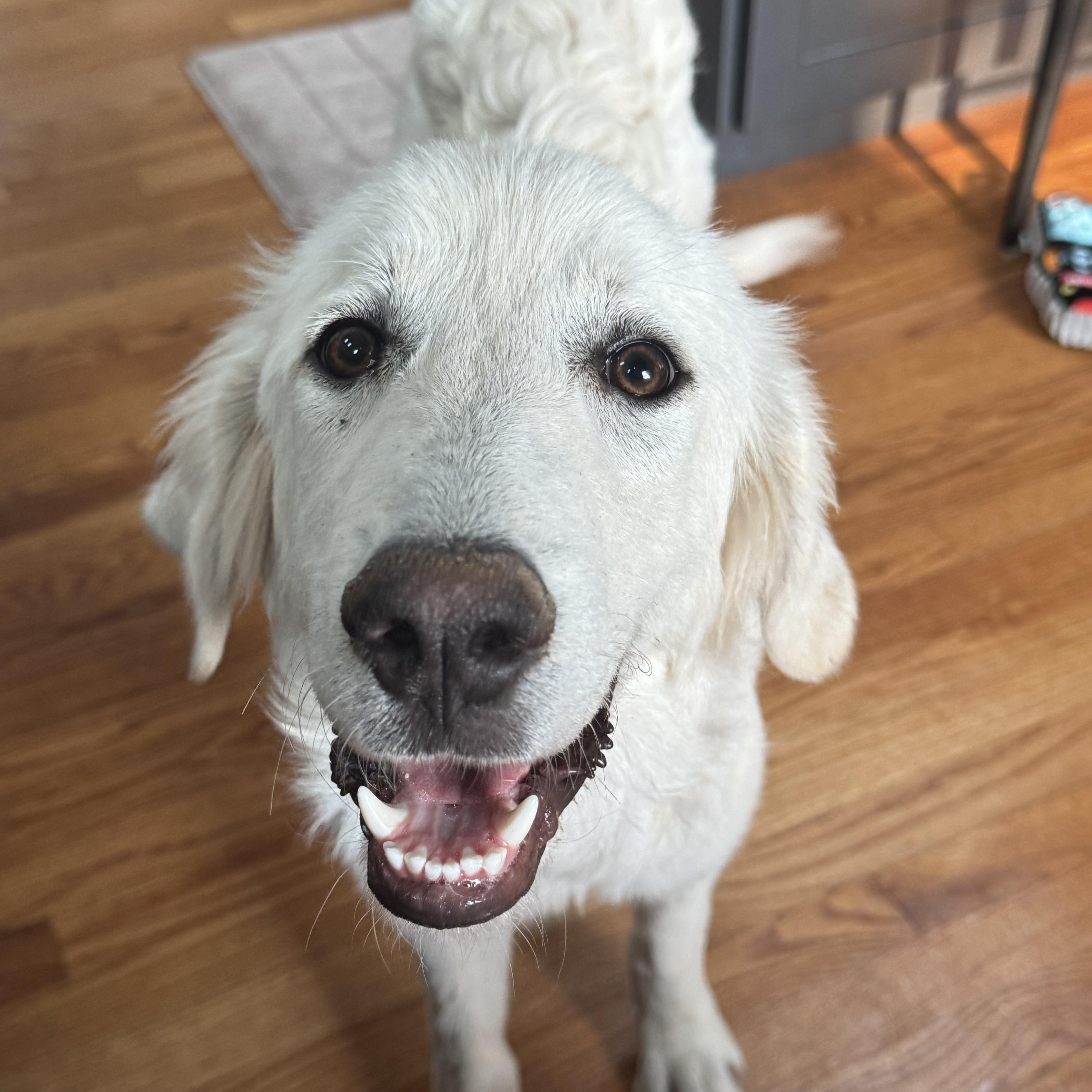 Hailey, adopted, Young Female Golden Retriever & Great Pyrenees.